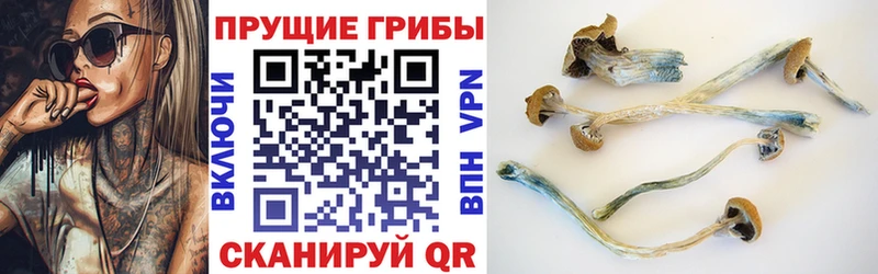 Купить где  Шуя  Галлюциногенные грибы GOLDEN TEACHER 